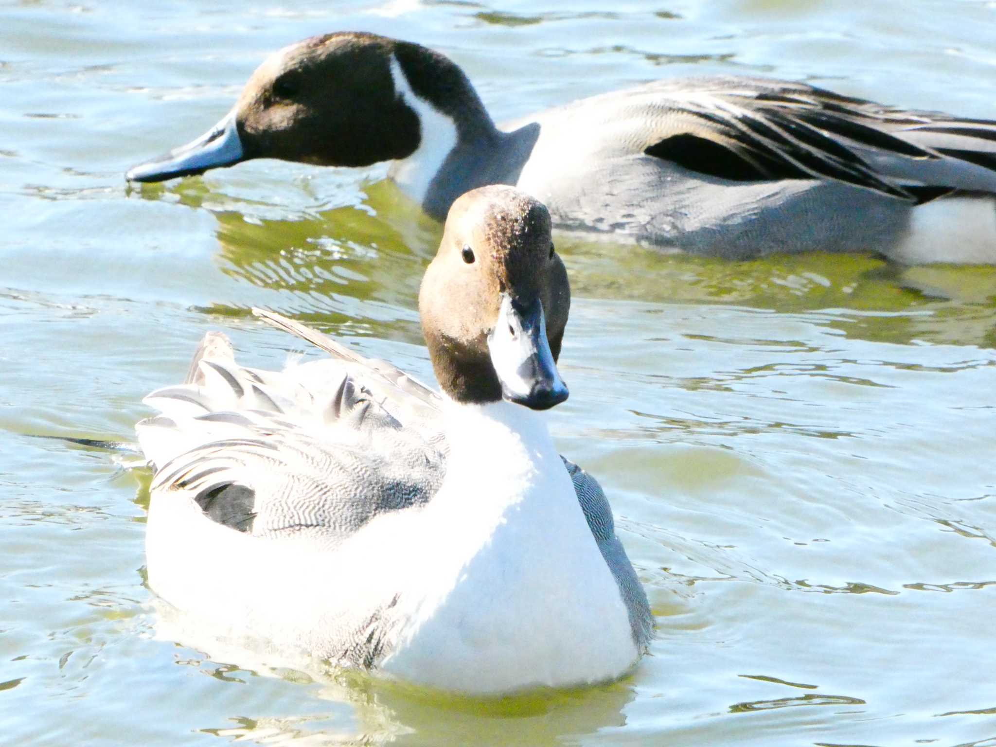 Northern Pintail