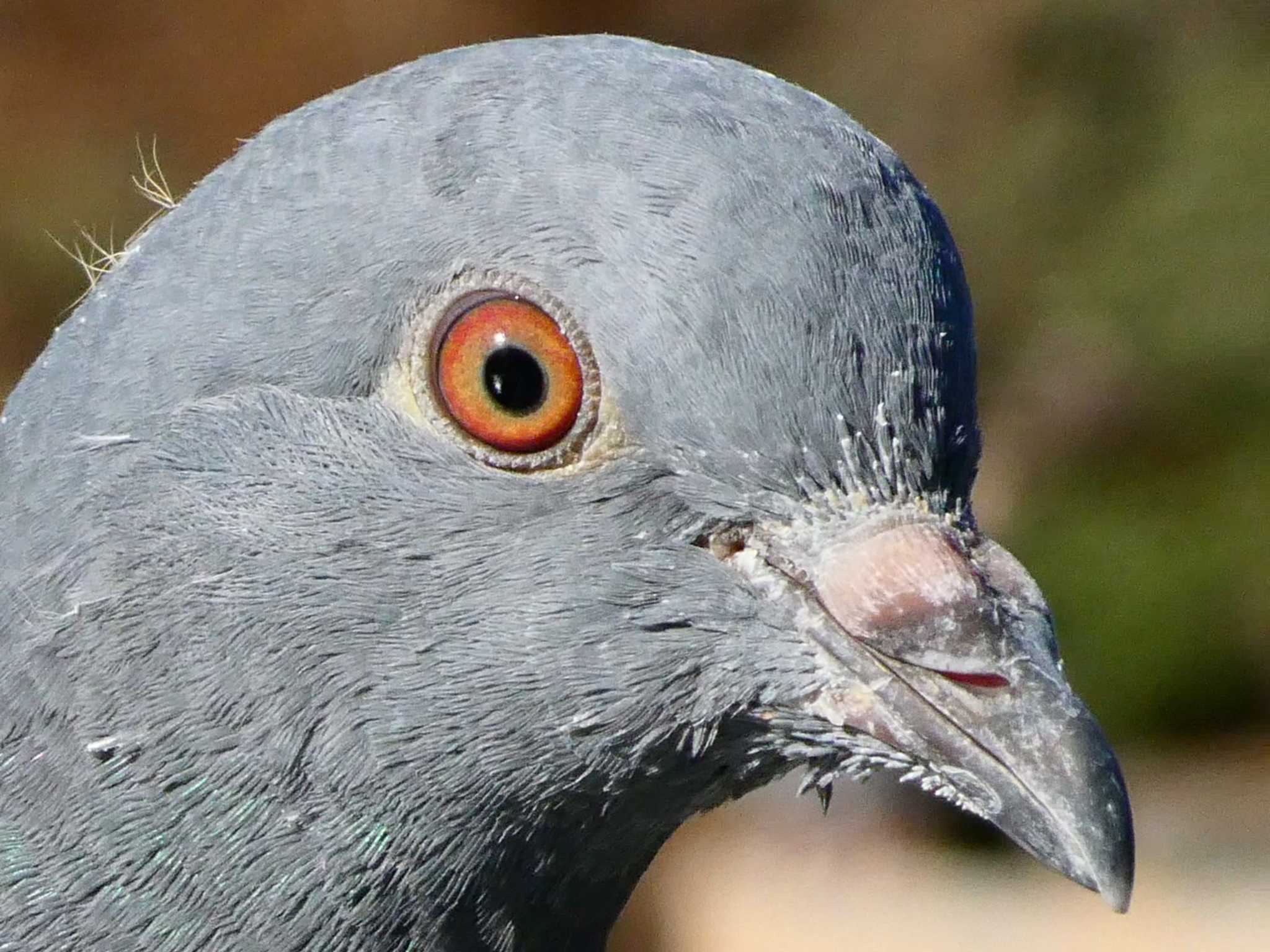 Rock Dove