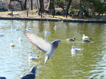 カワラバト 鶴岡八幡宮 2023年1月8日(日)