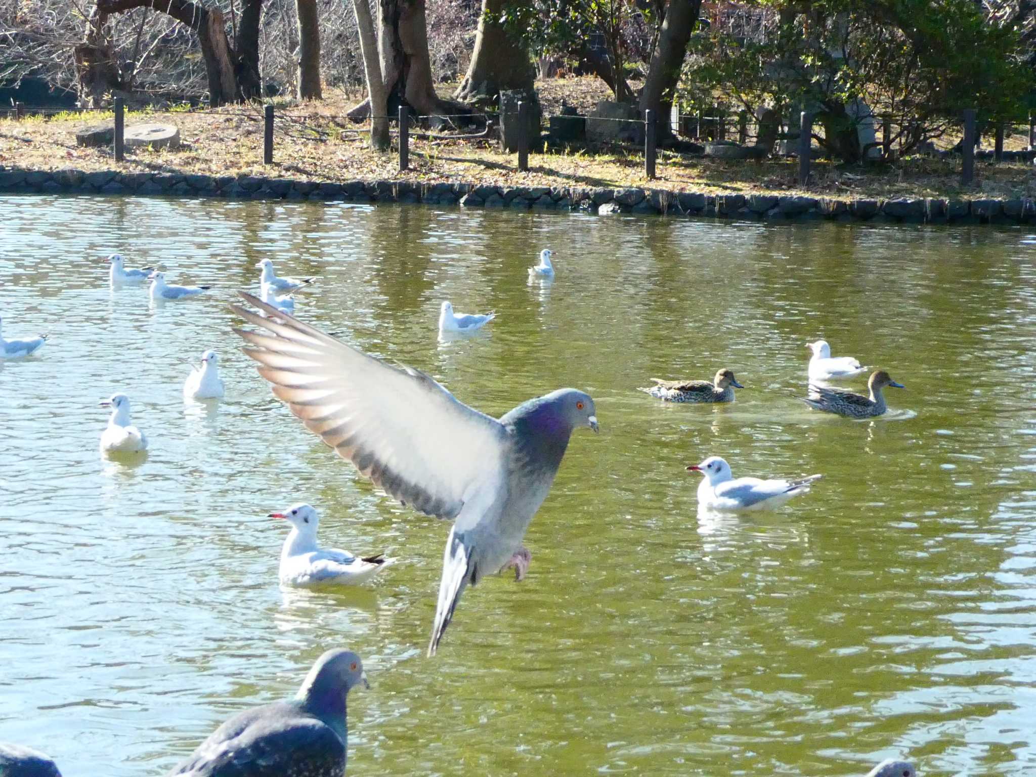 鶴岡八幡宮 カワラバトの写真 by 塩昆布長