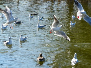 Sun, 1/8/2023 Birding report at 鶴岡八幡宮