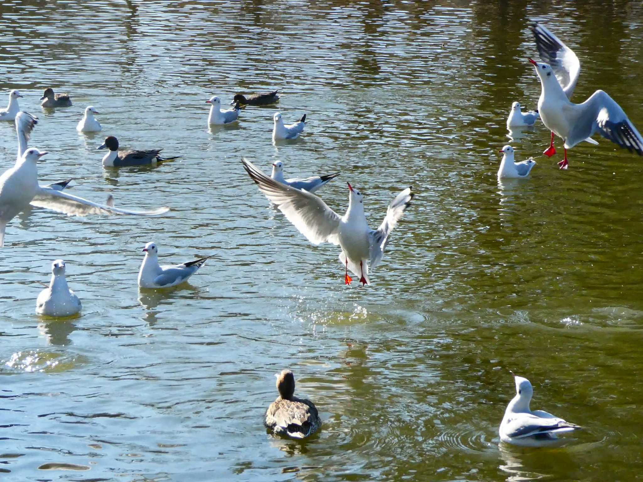 鶴岡八幡宮 ウミネコの写真 by 塩昆布長