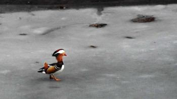 2023年2月18日(土) 塩川ダムの野鳥観察記録