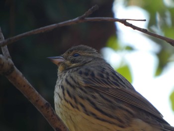 2023年2月4日(土) 東京都立桜ヶ丘公園(聖蹟桜ヶ丘)の野鳥観察記録