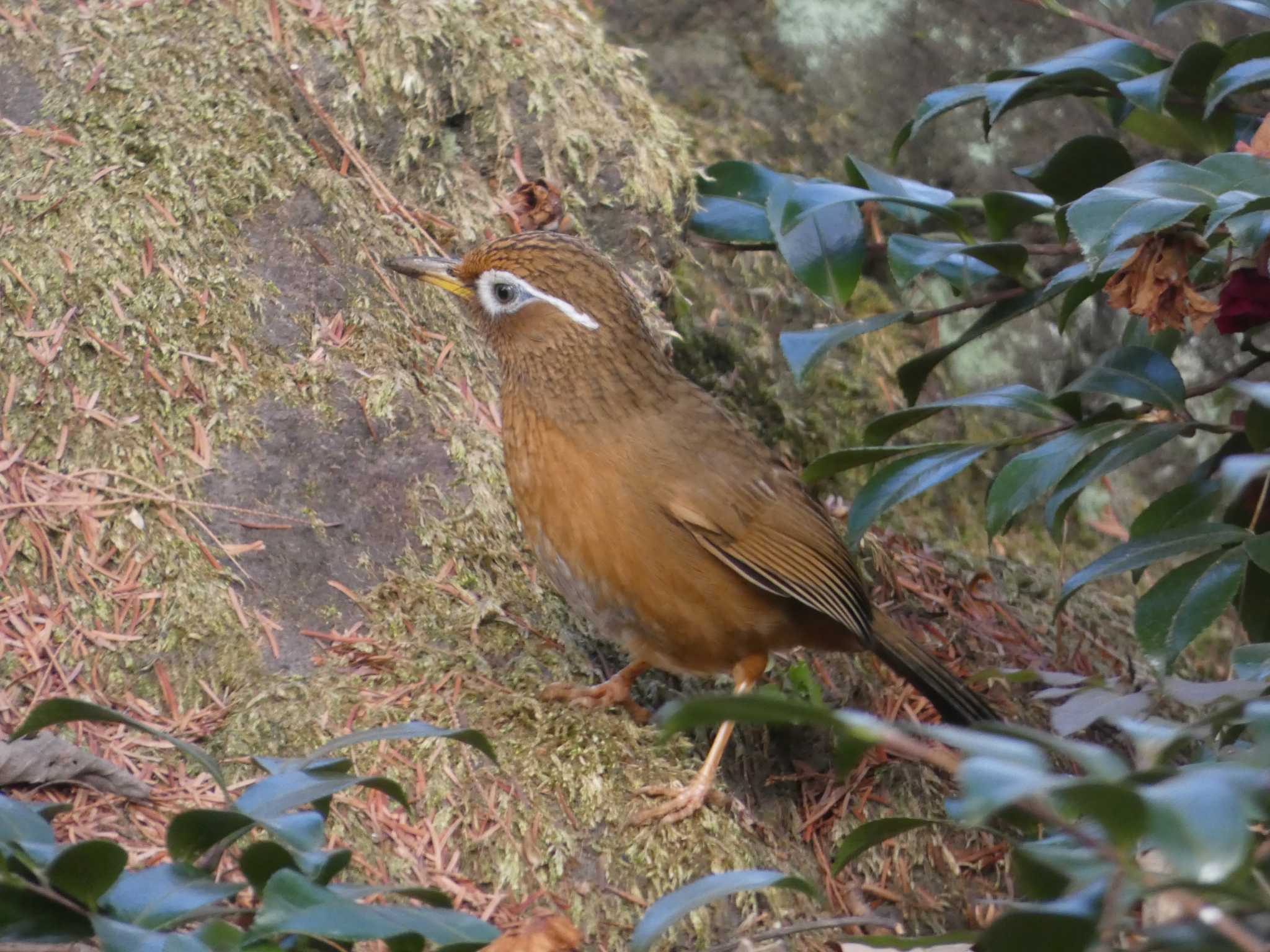 ガビチョウ