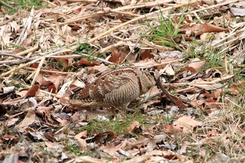 Eurasian Woodcock Maioka Park Sun, 2/25/2018