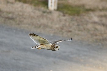 コミミズク 江戸川 2023年1月26日(木)