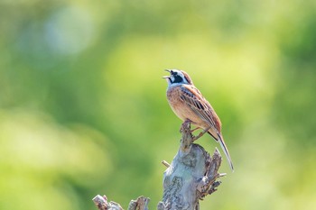 Sat, 4/21/2018 Birding report at Mikiyama Forest Park