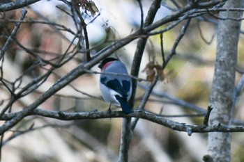 Eurasian Bullfinch Lake Akan (Akanko) Sat, 2/18/2023