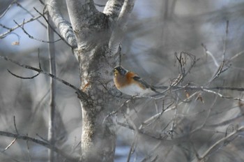 Brambling Lake Akan (Akanko) Sat, 2/18/2023