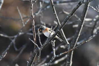 Brambling Lake Akan (Akanko) Sat, 2/18/2023