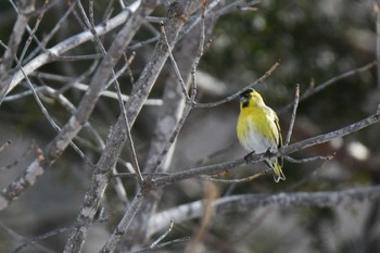 Sat, 2/18/2023 Birding report at Lake Akan (Akanko)