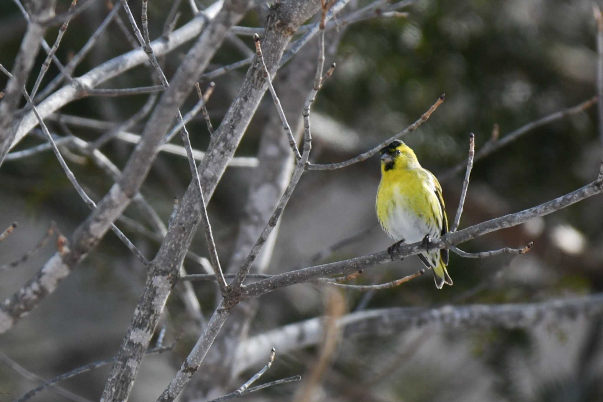 Photo of Eurasian Siskin at Lake Akan (Akanko) by オガワミチ