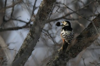 White-backed Woodpecker Lake Akan (Akanko) Sat, 2/18/2023