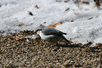 Eurasian Nuthatch(asiatica) Lake Akan (Akanko) Sat, 2/18/2023