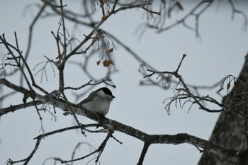 Willow Tit Lake Akan (Akanko) Sat, 2/18/2023