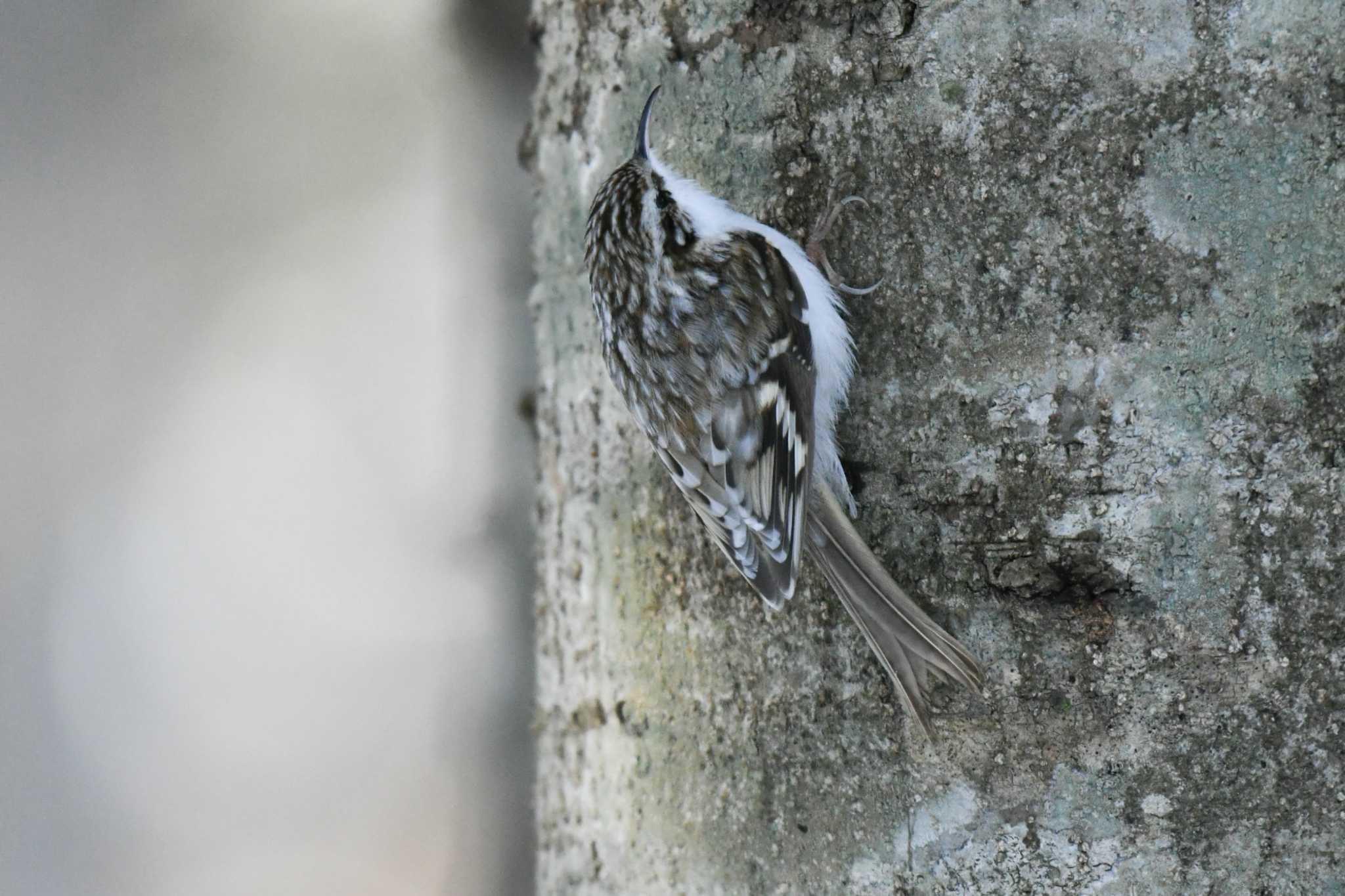 Photo of Eurasian Treecreeper at Lake Akan (Akanko) by オガワミチ