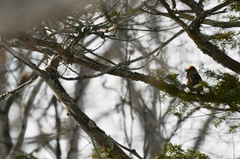 Hawfinch Lake Akan (Akanko) Sat, 2/18/2023