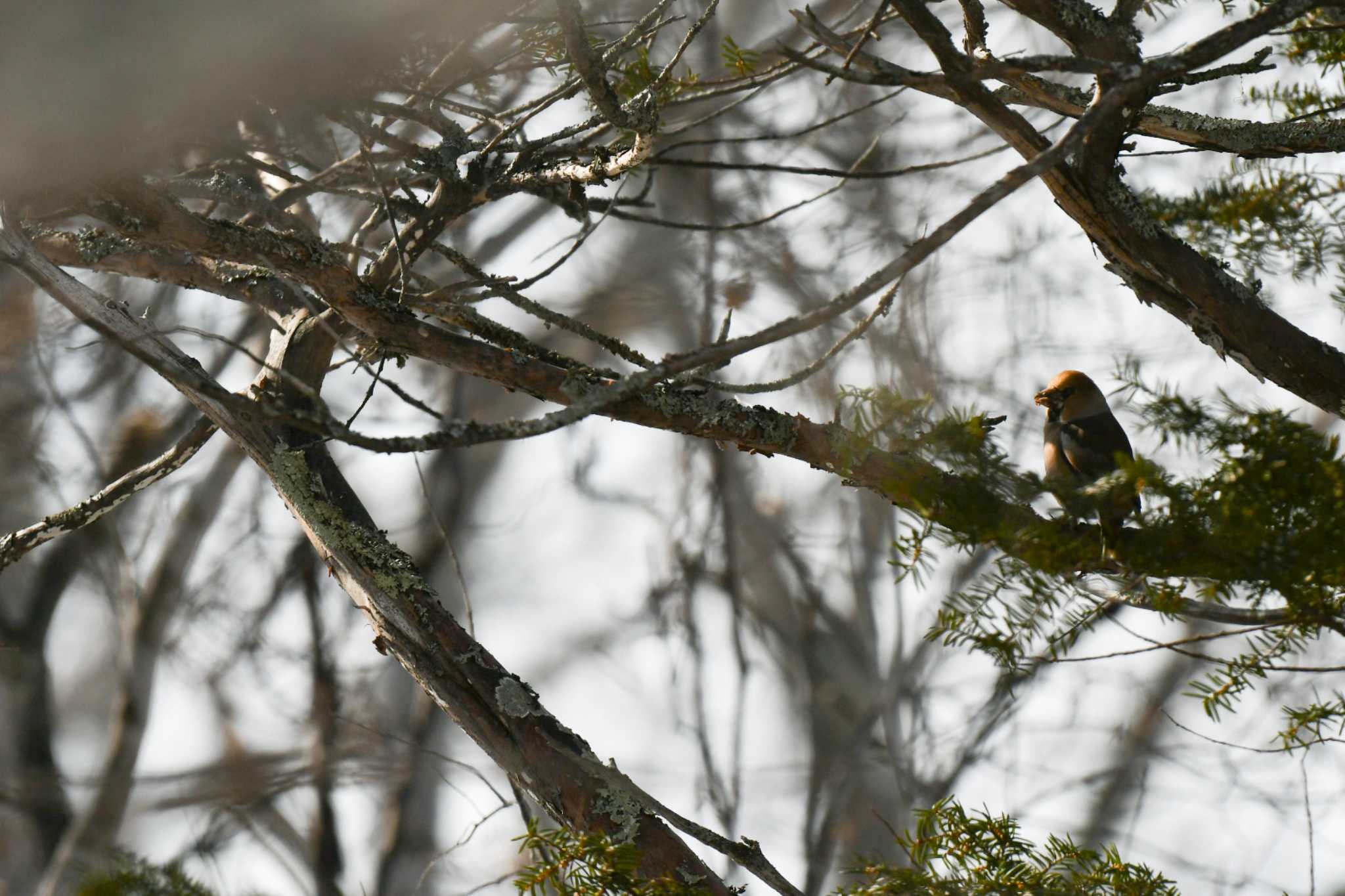 Photo of Hawfinch at Lake Akan (Akanko) by オガワミチ