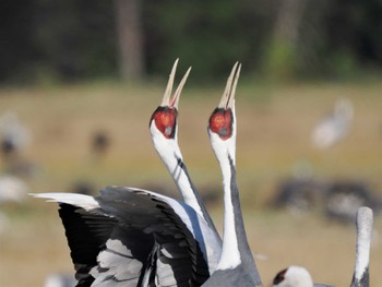 White-naped Crane Izumi Crane Observation Center Thu, 12/15/2022