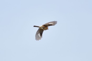 Bull-headed Shrike 奈良 天理 Sun, 4/22/2018