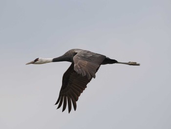 Hooded Crane Izumi Crane Observation Center Tue, 12/13/2022