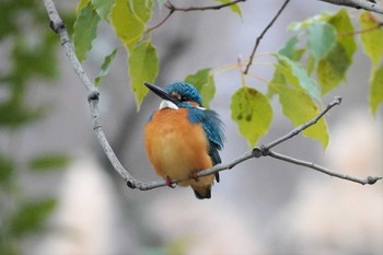 2023年2月18日(土) 大阪府の野鳥観察記録