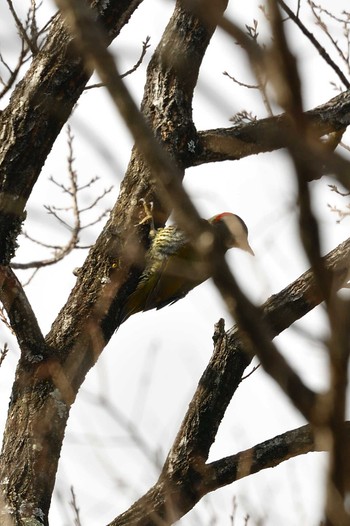 Japanese Green Woodpecker 武田の杜 Sat, 2/18/2023