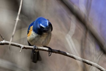 Red-flanked Bluetail 武田の杜 Sat, 2/18/2023