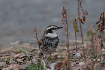 Dusky Thrush Kodomo Shizen Park Sat, 2/18/2023