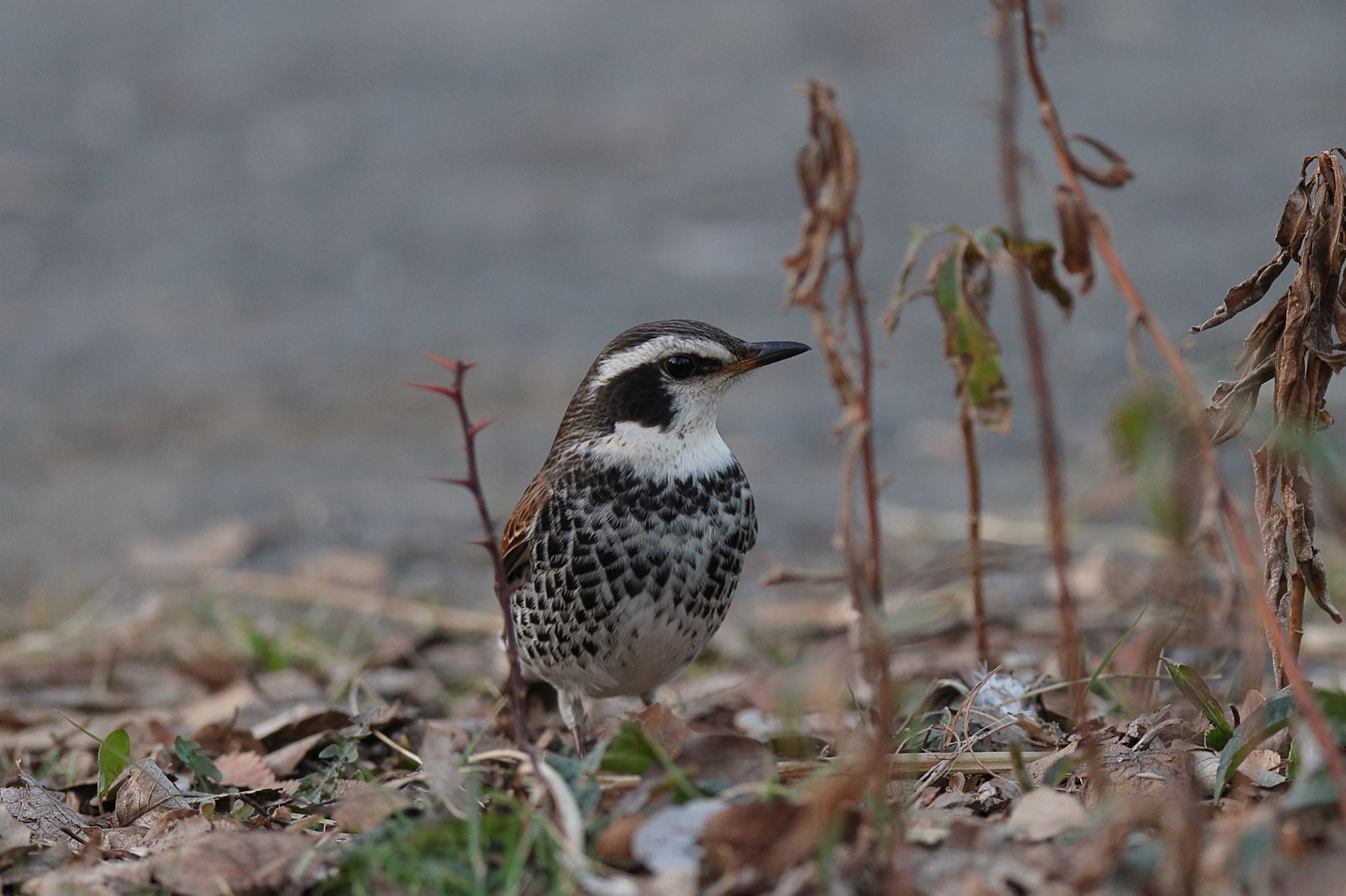 Photo of Dusky Thrush at Kodomo Shizen Park by こぐまごろう