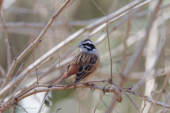 Meadow Bunting Kodomo Shizen Park Sat, 2/18/2023