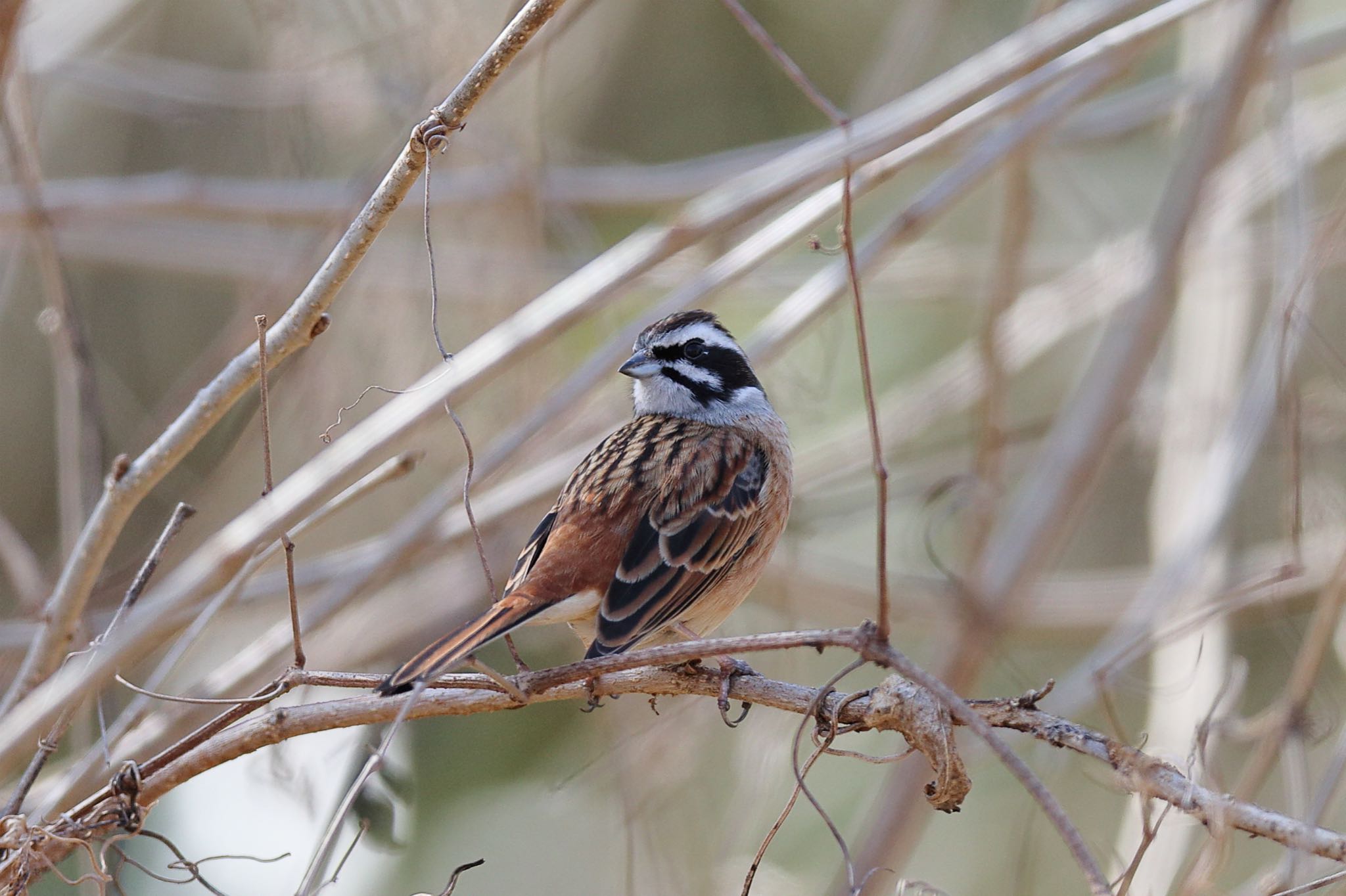 Photo of Meadow Bunting at Kodomo Shizen Park by こぐまごろう
