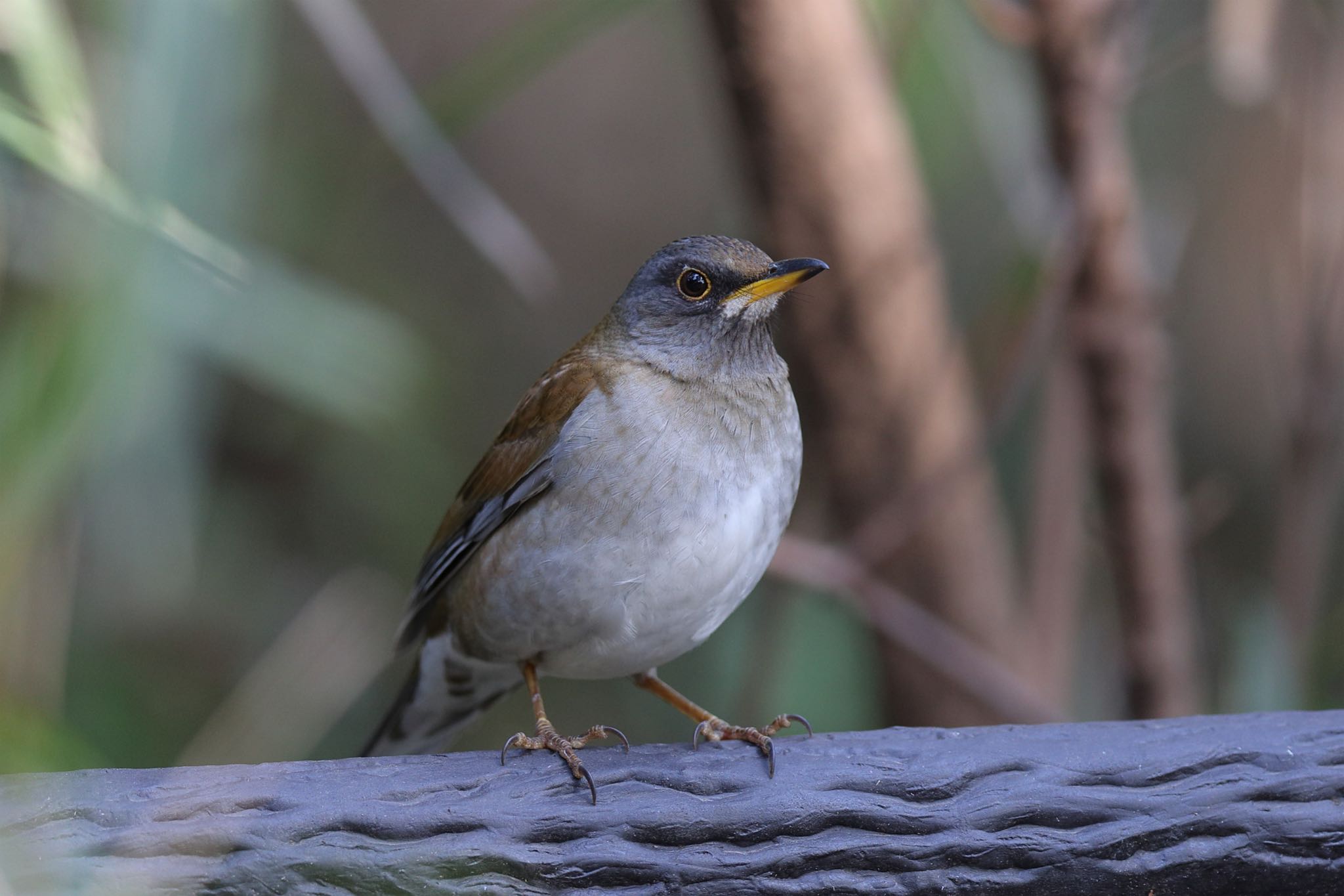 Photo of Pale Thrush at Kodomo Shizen Park by こぐまごろう