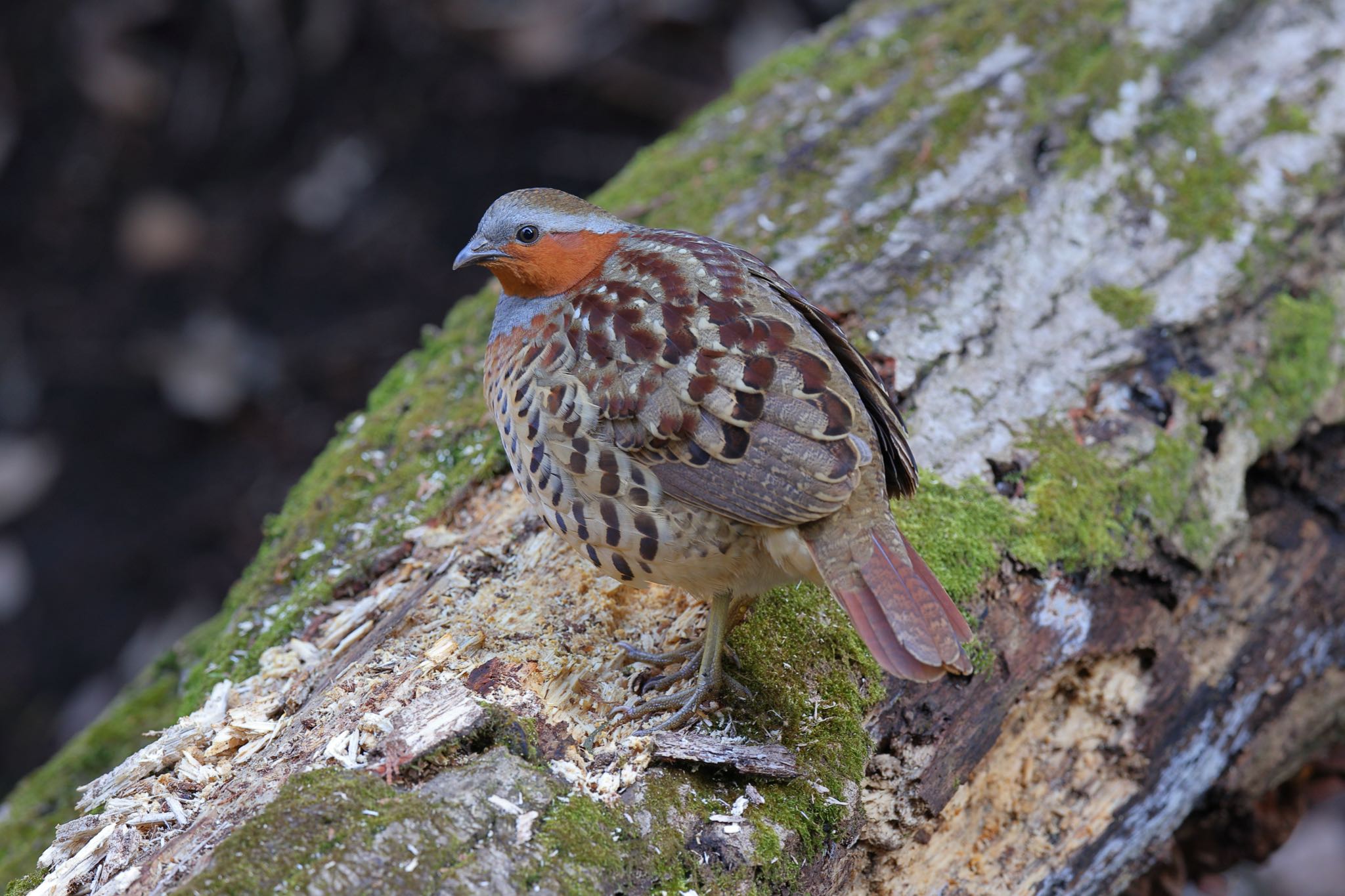 Chinese Bamboo Partridge