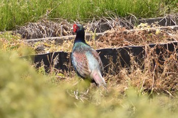 Green Pheasant 奈良 天理 Sun, 4/22/2018