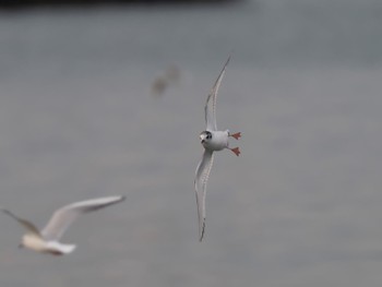 Little Gull Unknown Spots Unknown Date