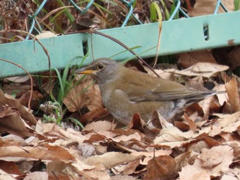 2023年2月18日(土) 朝宮公園(春日井市)の野鳥観察記録