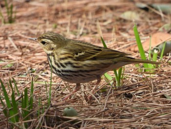 2023年2月18日(土) 葛西臨海公園の野鳥観察記録