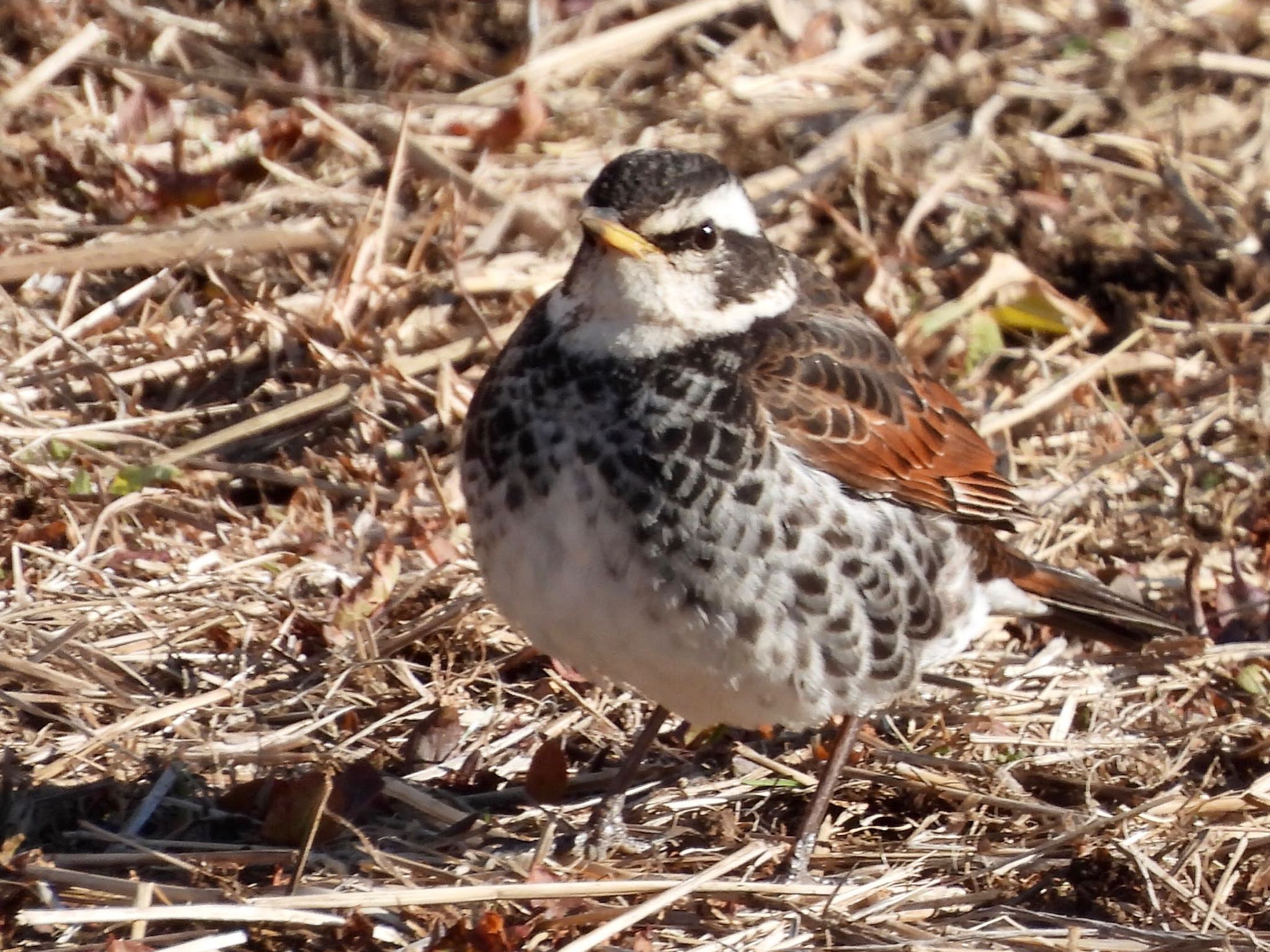 Dusky Thrush