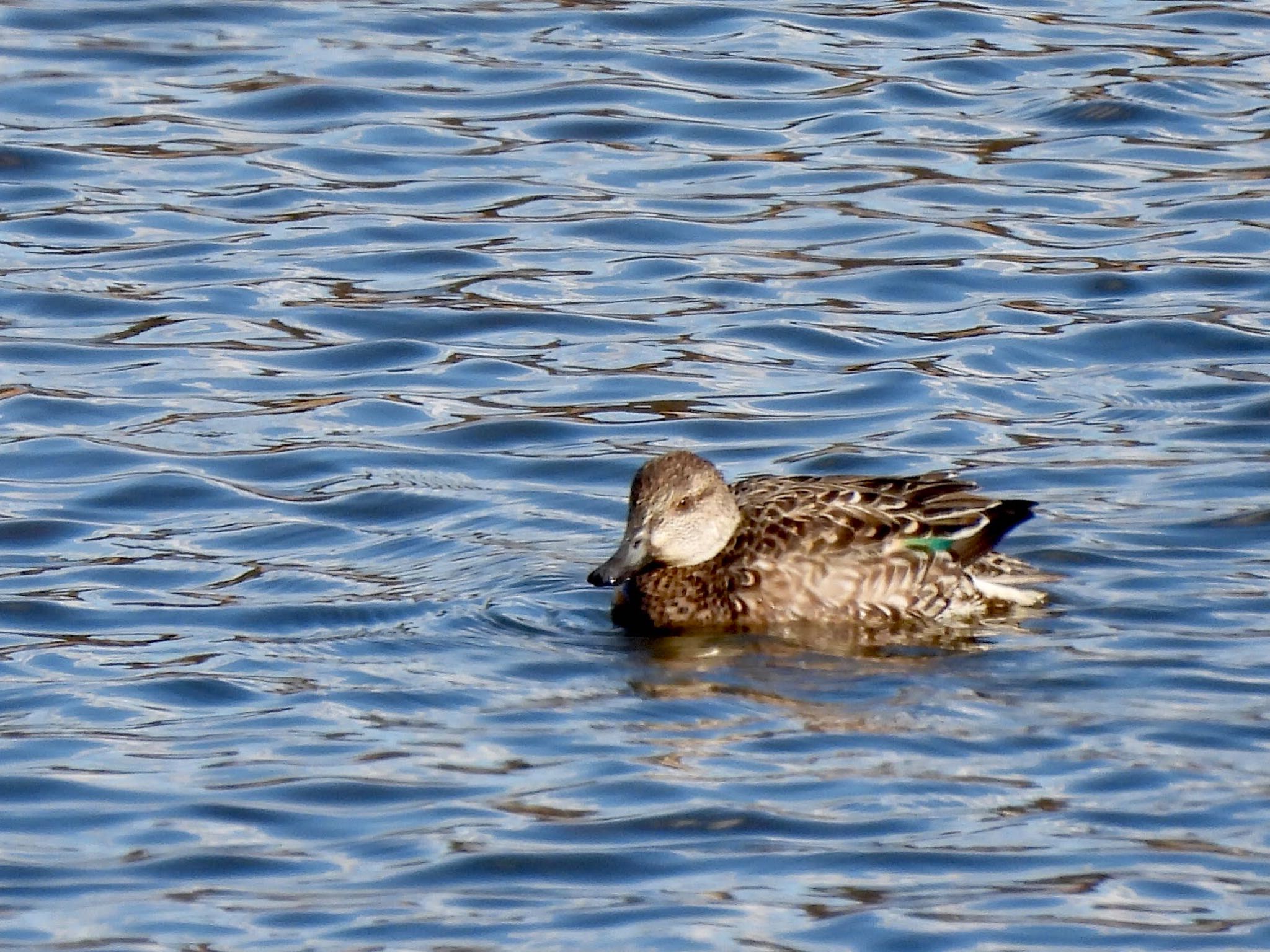 Eurasian Teal