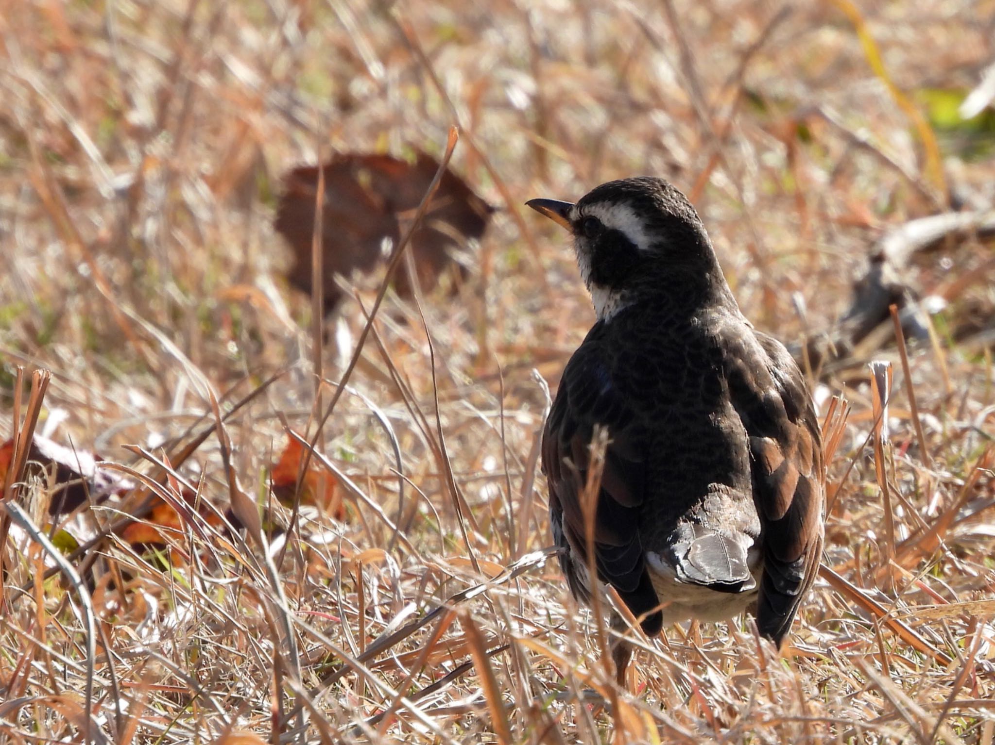 Dusky Thrush