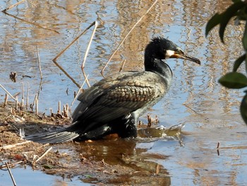 カワウ 葛西臨海公園 2022年1月21日(金)