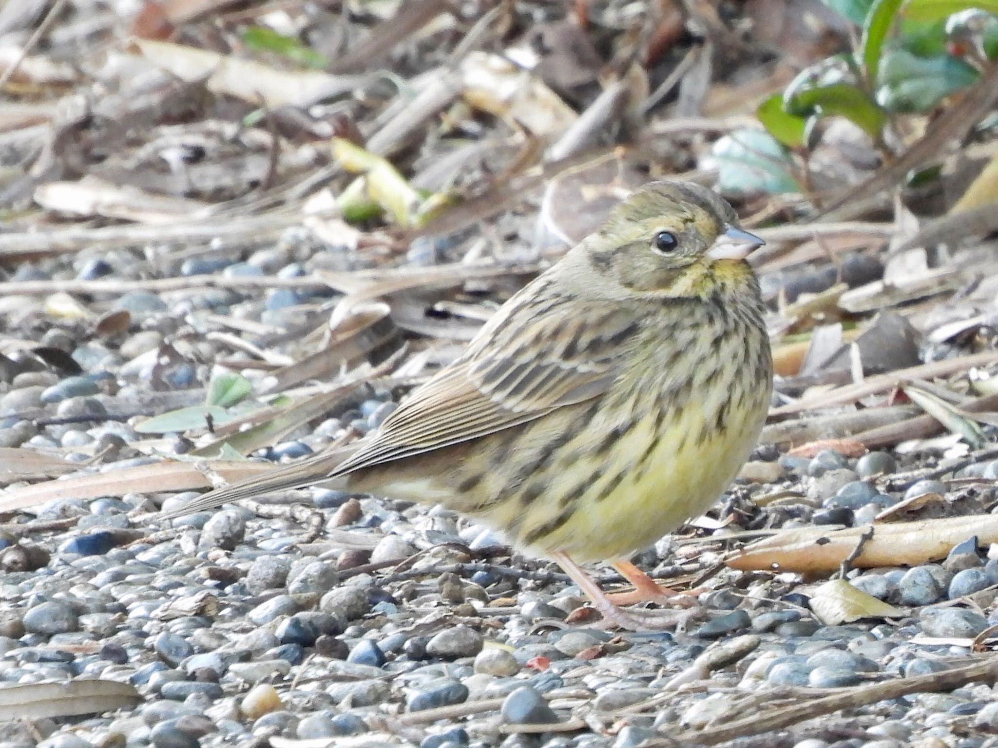 Masked Bunting