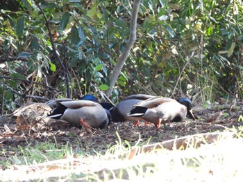 マガモ 葛西臨海公園 2022年1月21日(金)