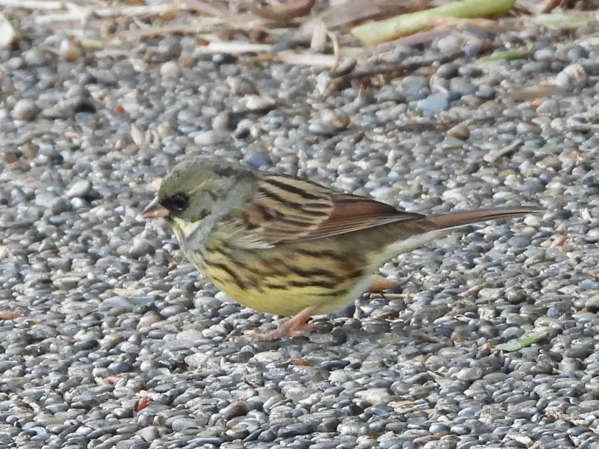 Masked Bunting