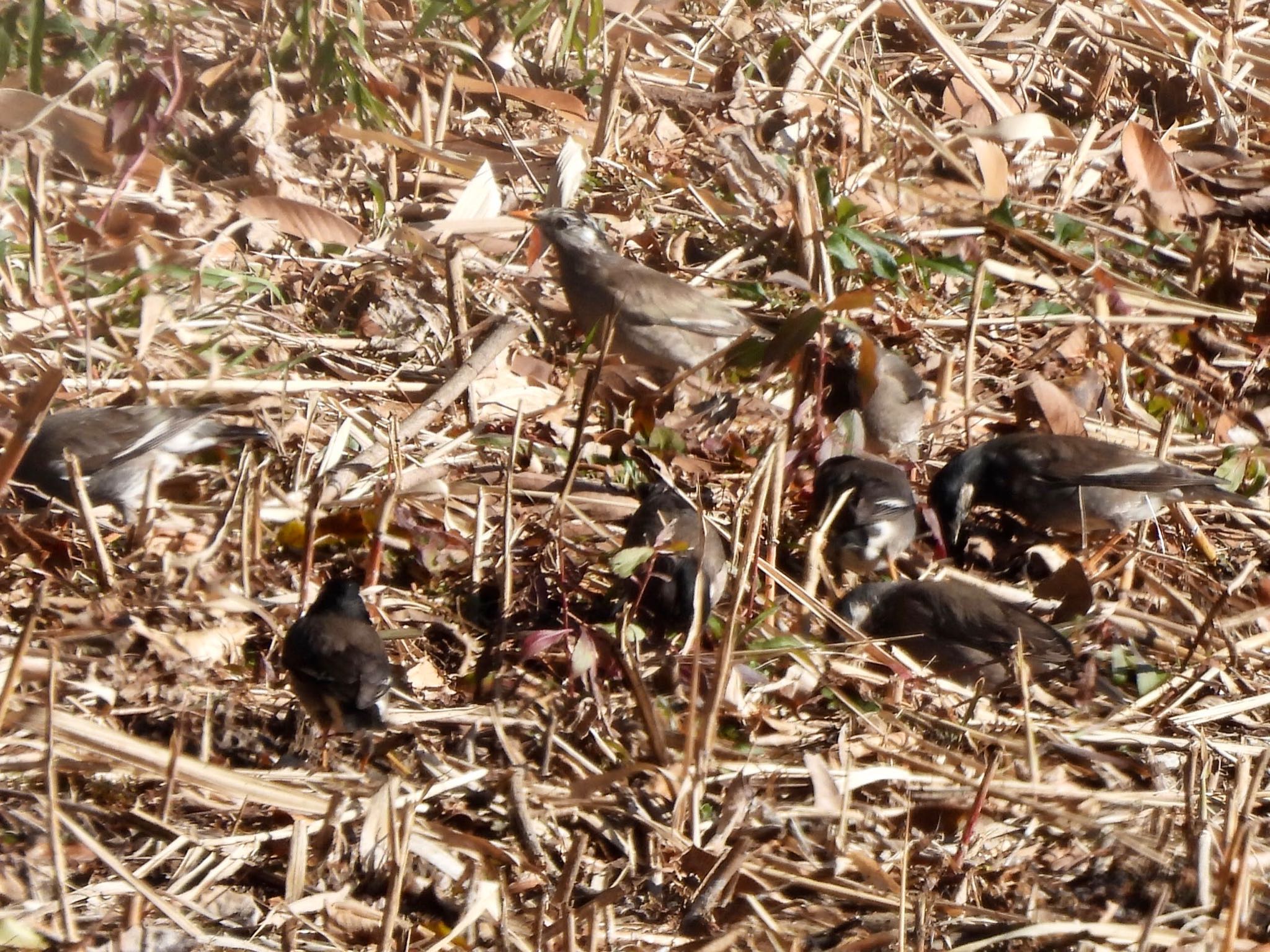 White-cheeked Starling