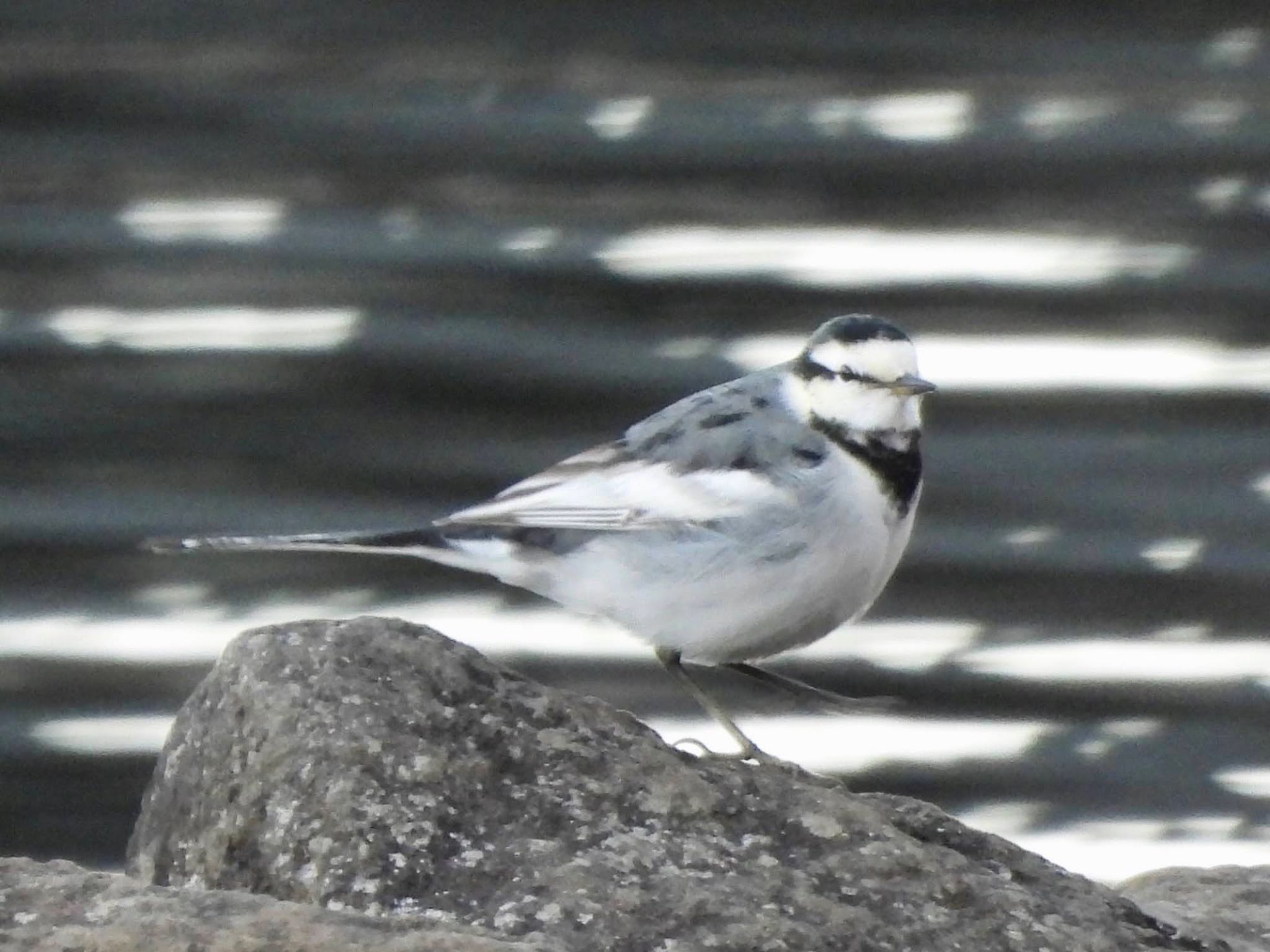 White Wagtail