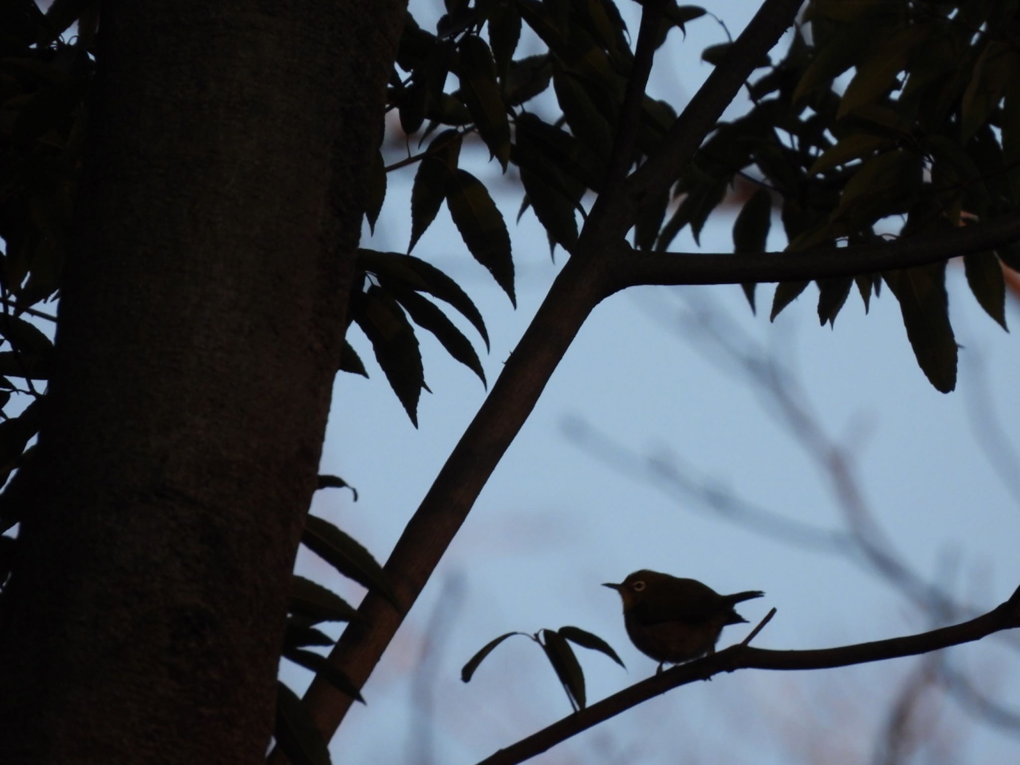 Warbling White-eye