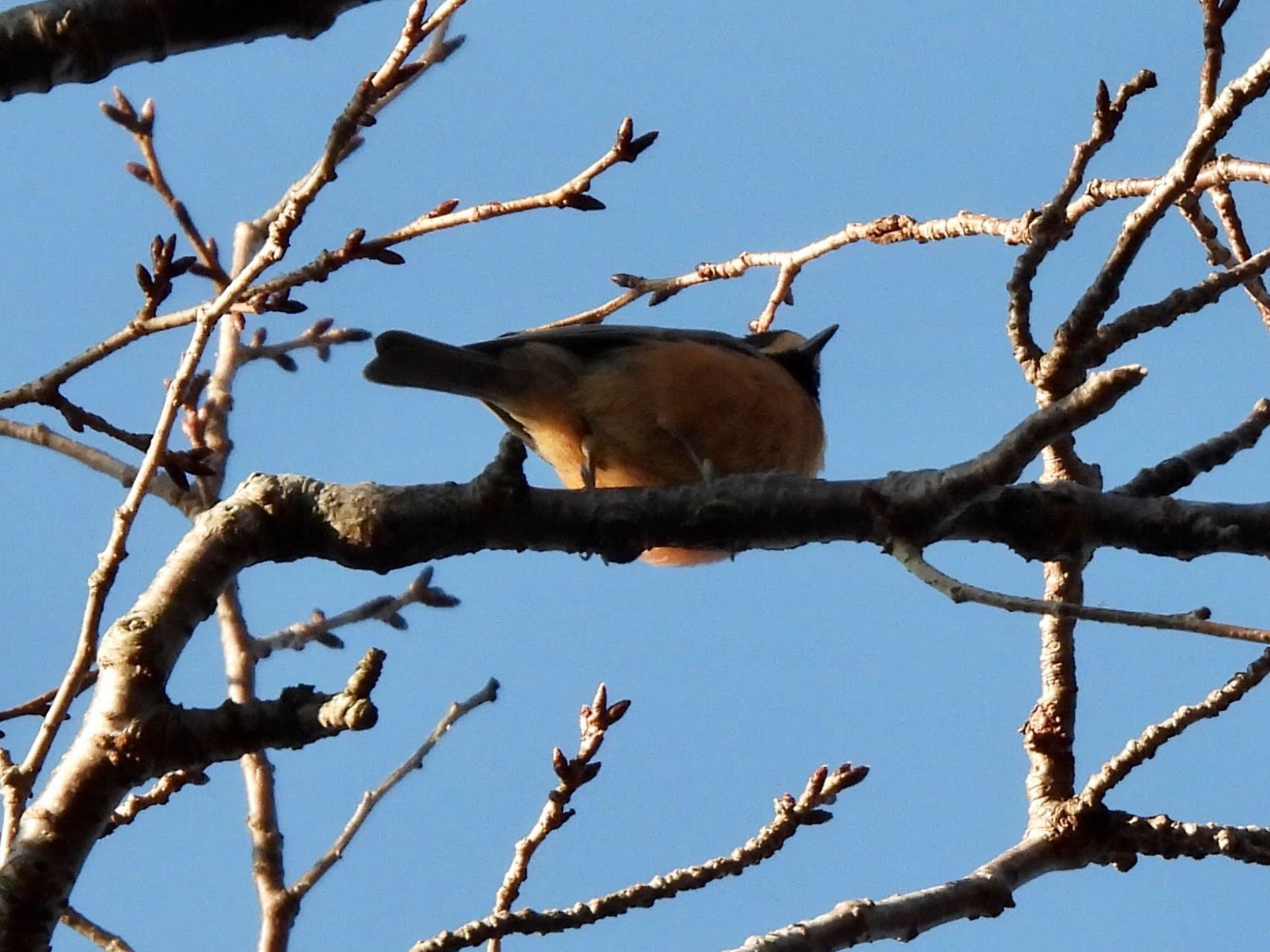 Varied Tit